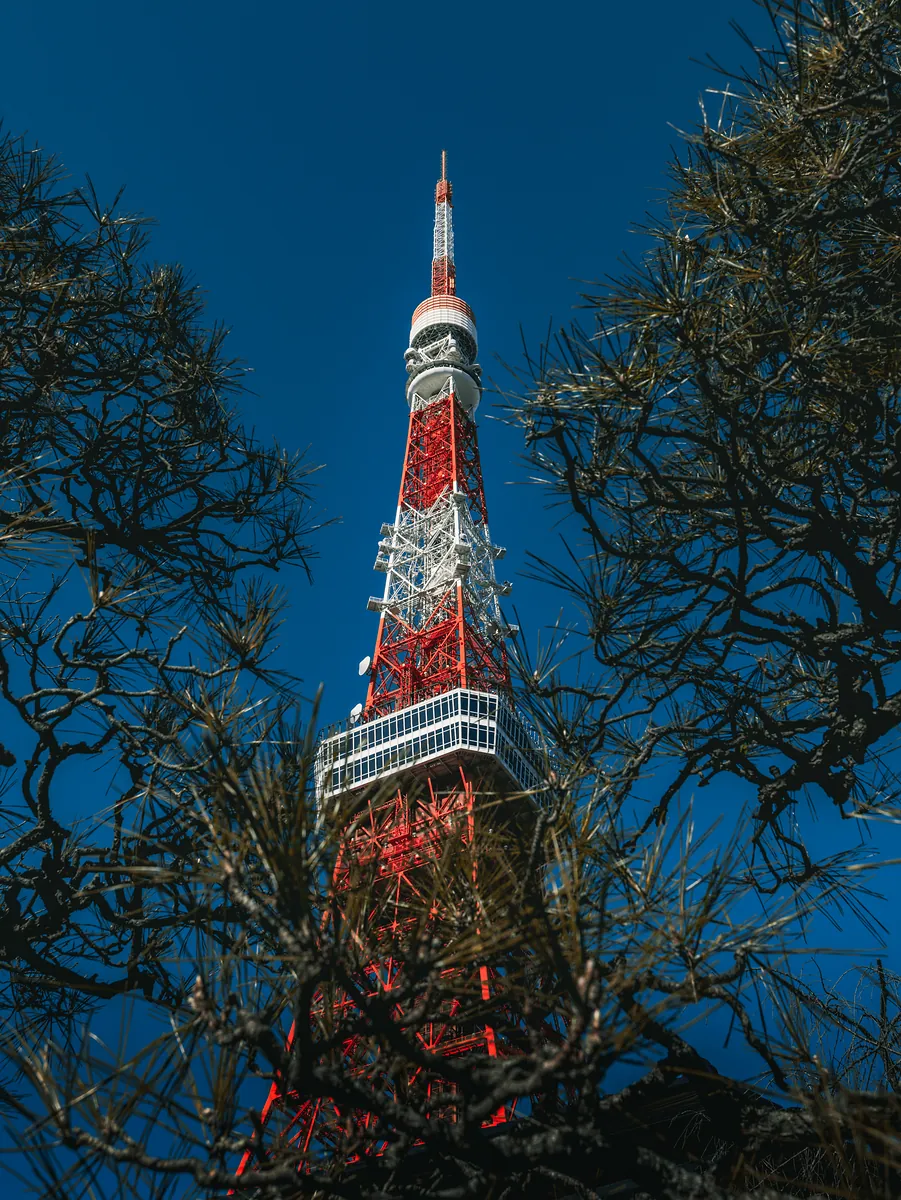 Tokyo Tower's red and white lattice framed by dark pine branches under a clear blue sky.