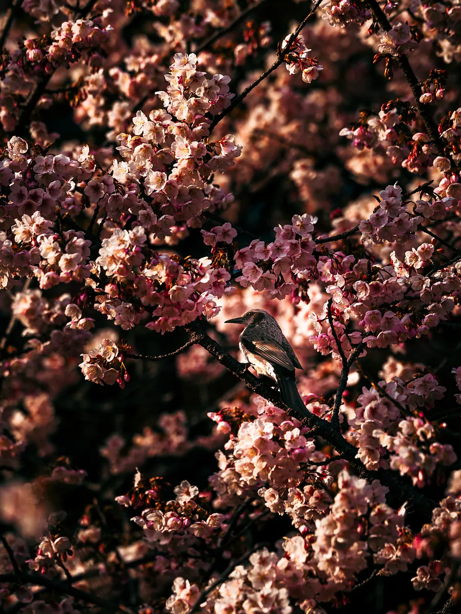 A grey-brown bulbul perched among dense pink cherry blossom in low sun.