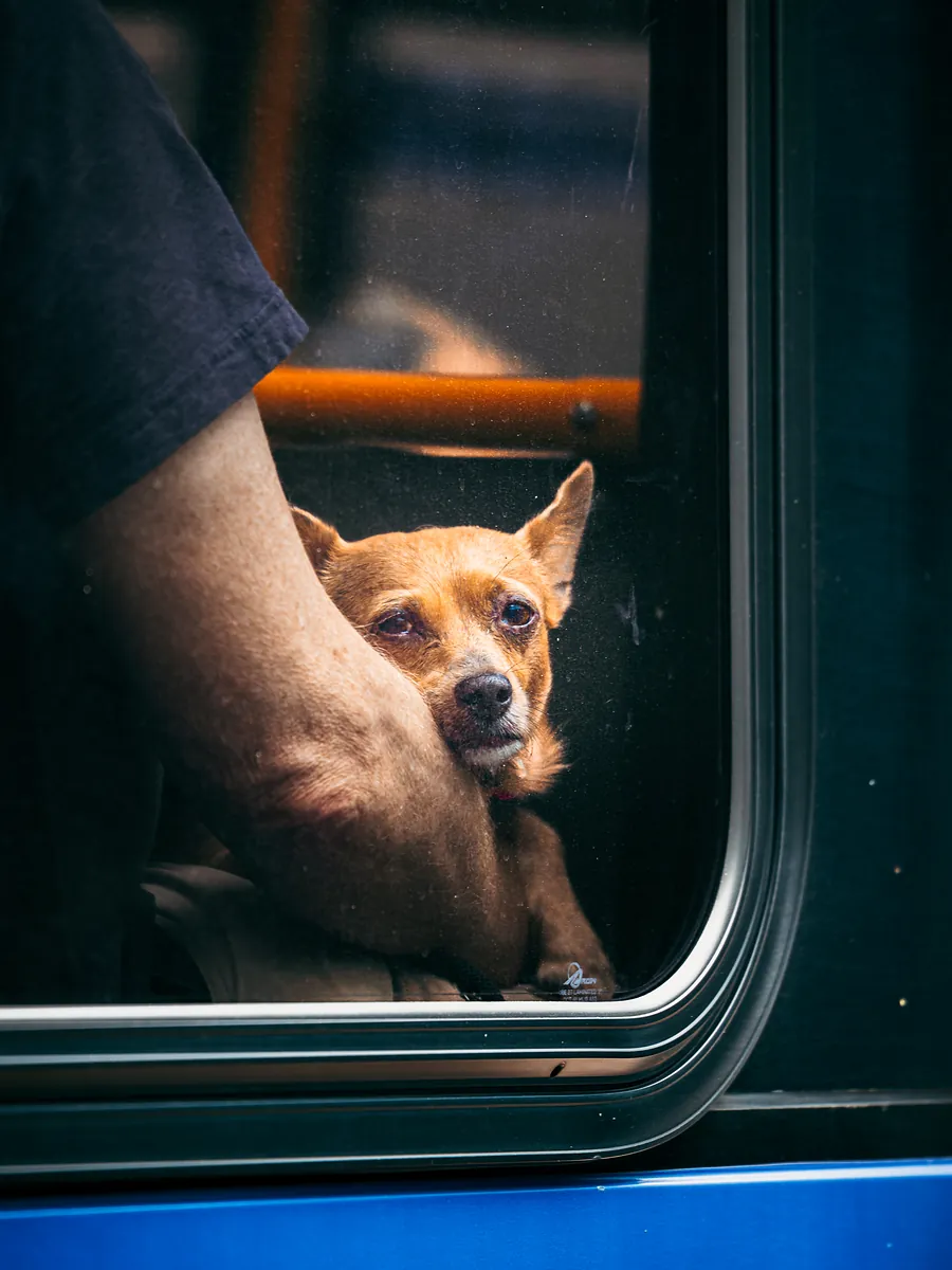 A small tan chihuahua rests its head on its owner's arm and looks out of a bus window.